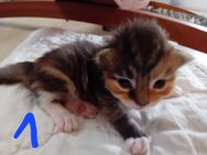 Xxl Maine Coon Kitten - Bechhofen (Bayern)