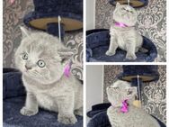 BKH KITTEN - Bremen