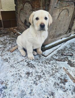 Labradorwelpe Rüde - Tiefenort