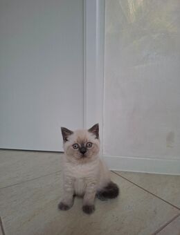 Reinrassige BKH - Kitten - Mosbach