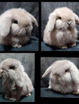 Verkaufe aus meiner Hobbyzucht Minilops/Zwergwidder - Hillerse