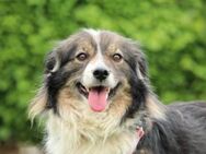 Maya - ein Traum von Hund.. - Hagen (Stadt der FernUniversität)