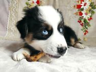 wunderschöne Australian Shepherd Welpen - Rehfelde