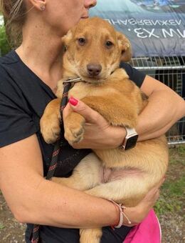 Fröhliche kleine verspielte JILL ♥️ - München