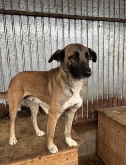 Zayah treue Begleiterin sucht Familie - Chemnitz