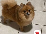 knuffige Zwergspitz Pomeranian - Hof