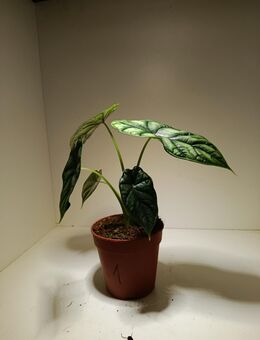 Alocasia Dragonscale - Rietberg Zentrum