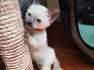 Wundervolle reinrassige Siam Kitten, eine kleine Katze sucht noch