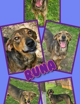 Tolle Runa- bald auf Pflegestelle! - Nürnberg