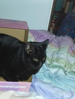 Suche eine liebevolles Zuhause für mein Kater - Wiesbaden