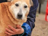 Linda VA-Kuschelmaus sucht Zuhause - Neustadt (Rübenberge)