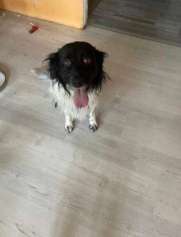 Dexter sucht eine eigene Familie - Rechtsupweg