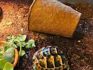 Nachtzug Dezember 2024 tunesische Landschildkröte - Morsbach