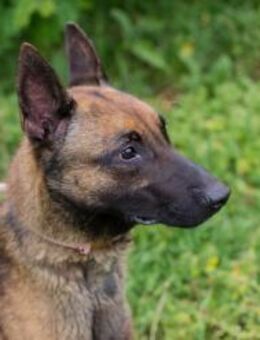 KARLSON - konsequent von Anfang an - Overath