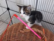 Main Coon Mix Kitten - Dahlem (Rheinland-Pfalz)
