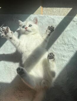 BKH Kitten - Reutlingen