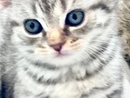 BkH Mädchen reinrassig Silver Tabby , Whiskas - Bodenwerder (Münchhausenstadt)