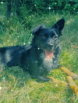 Deckrüde Chihuahua/Wolfspitz - Bergkamen