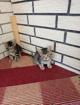 Katzenbabys - Paderborn