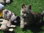 CairnTerrier Welpe, Rüde - Hoogstede