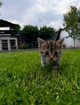 Katze - Köln