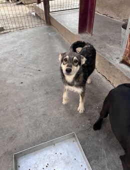 Roxy wünscht sich ein Zuhause - Leipzig