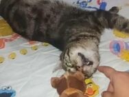 FiV+ Kater Tiger aus dem Tierschutz - Grevenbroich