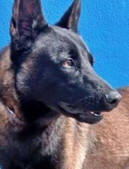 MUFFY - anhänglich und schlau! - Sulzbach-Laufen