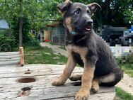 Deutsche Schäferhund Welpen - Speyer