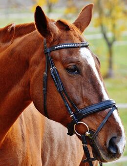 Reitanlage auf ca. 11 ha zu verkaufen - Leverkusen
