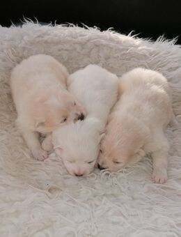 Reinrassige Pomeranian Welpen - Kyritz