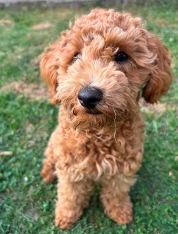 Toypudel-Welpe (4 Monate) sucht liebevolles Zuhause - Bremen