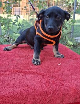 Sammy sucht sein Körbchen💐💐 - Elsenfeld