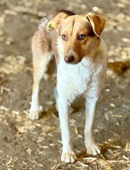 Horatio braucht ein Zuhause - Bochum