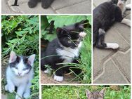 Katzenbabys - Lauterhofen
