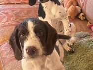 Englische Springer Spaniel -Mix Welpen - Hiddenhausen