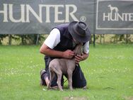 Hundeschule AMS: Zentrum für Mensch & Hund in Lünen & Dortmund - Lünen