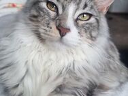 Main coon Weibchen abzugeben - Oberhof