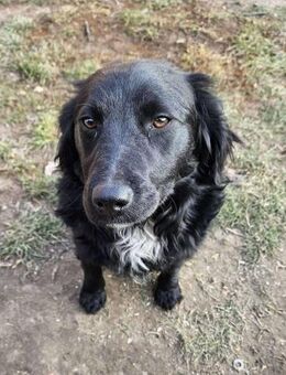 Mona von kettenlos - Bollingstedt