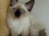 Heilige Birma Kitten Mädchen Katze Abholbereit - Ramsen CH