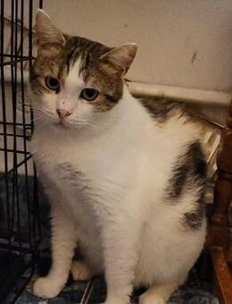 🌟 Sanfter Kater Leo sucht Zuhause 🌟 - Eislingen (Fils)