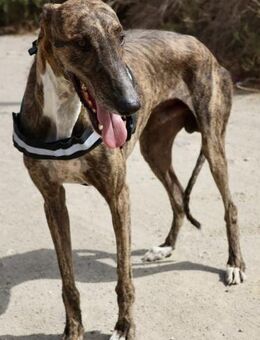 Dolar, freundlich, verträglich, offen - Westerholt