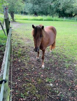 Liebe Pony Stute nur in aller beste Hände wenn alles passt - Köln