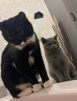 Zwei Kater abzugeben - Balve