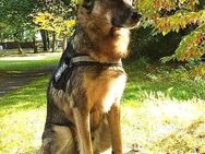 DRINGEND Loui sucht passendes Zuhause - Berlin