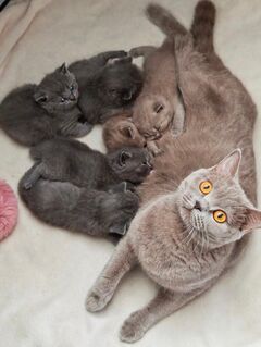 Reinrassige BKH Kitten mit Abstammung
