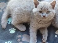 BKH lilac Kitten wunderschöne Britisch Kurzhaar Katze zuckersüßes Katzenbaby Lilac weillich - Silberhausen