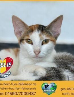 Orelie wartet auf ihr Für-immer-Zuhause! - Waakirchen