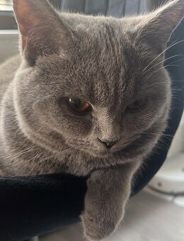 Liebevolle Britisch-Kurzhaar-Katze sucht ein Zuhause mit Herz - Berlin