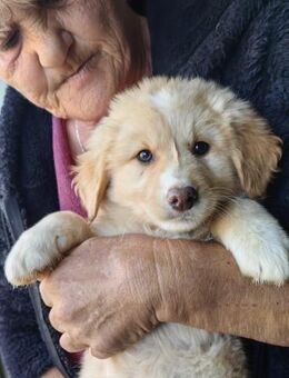 Großer Schmusebär Dijon - Schlitz
